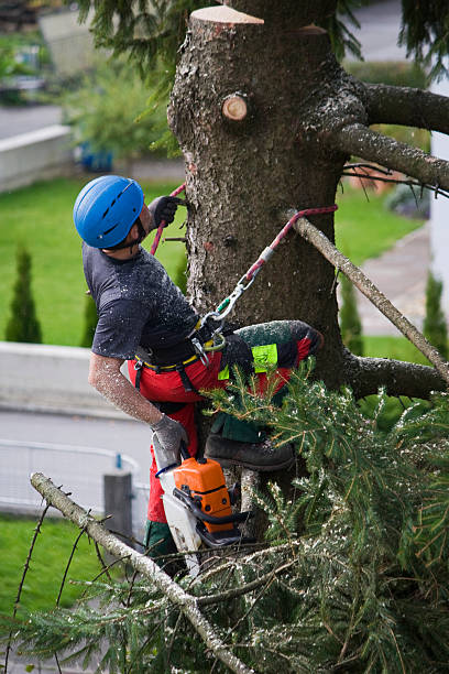 Reliable Cleveland, TX Tree Care  Solutions